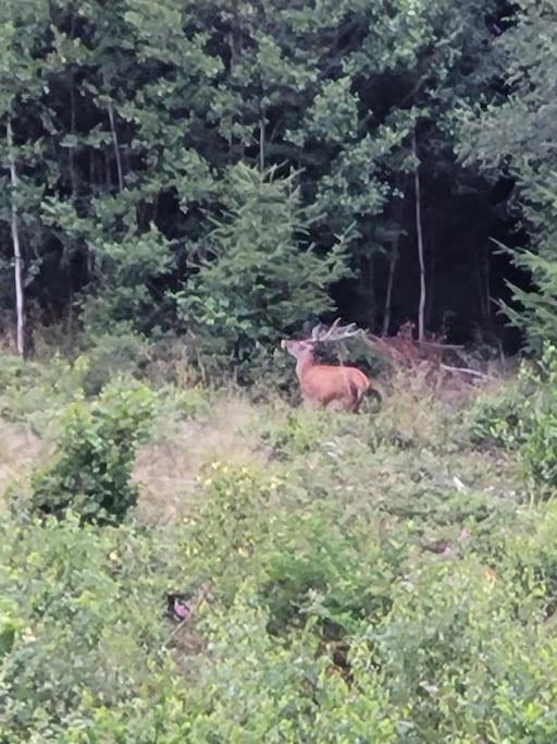 Gite Forestier Du Moulin Raon-sur-Plaine Exterior foto
